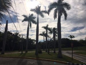 Palm trees in Varadero where the ashes were placed.